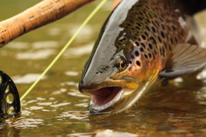 Fly fishing rod and a brown trout